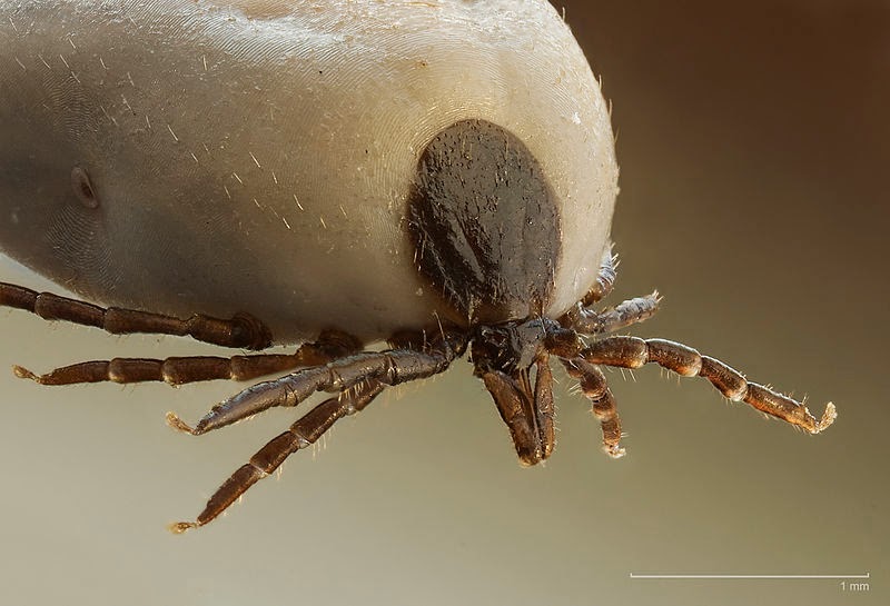 Giardia scaun cu mucus, Germitox vélemények, átverés, tapasztalatok, forum