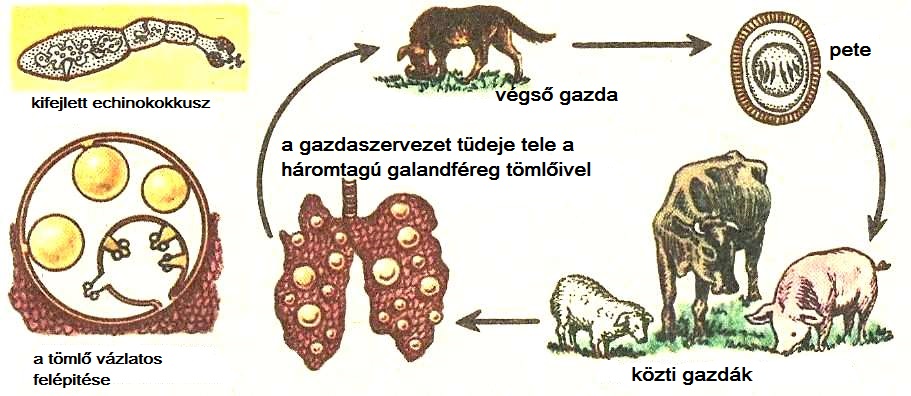 férgek indulnak