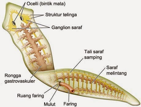 platyhelminthes planaria coelomikus üreg)