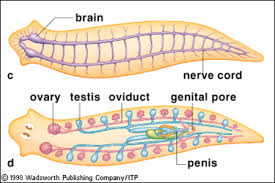 platyhelminthes planaria coelomikus üreg)