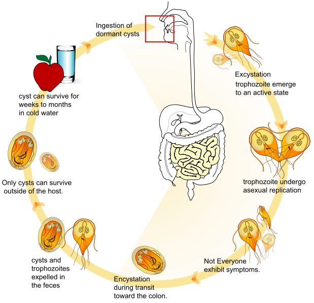 giardia kerekféreg és pinwormok)