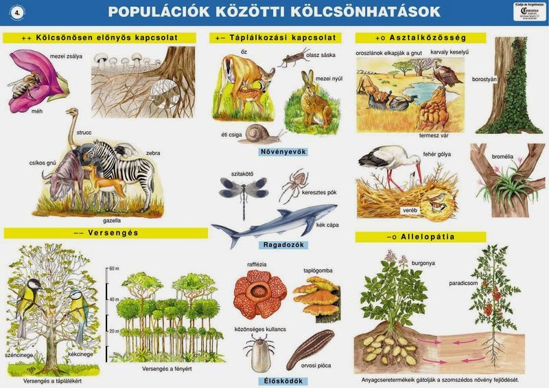 a parazita szimbiózis