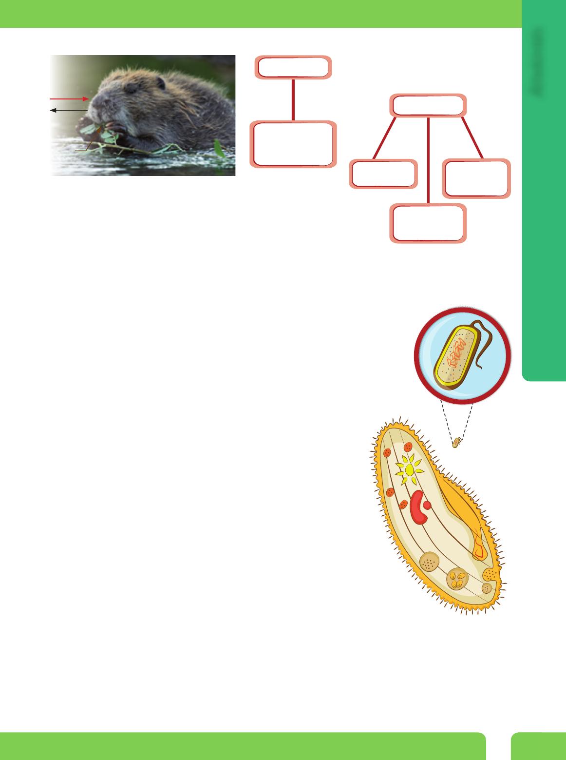 férgek ütése
