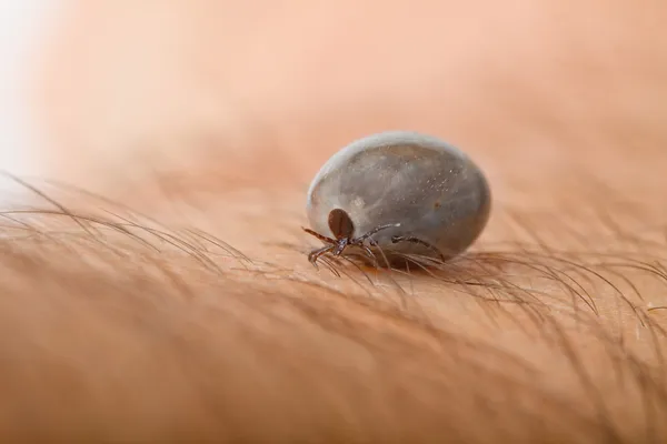 Hogyan lehet felismerni a bedbugokat a lakásodban - a fő jelek - Patkányok 