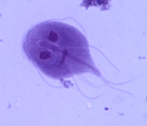giardia bij baby)