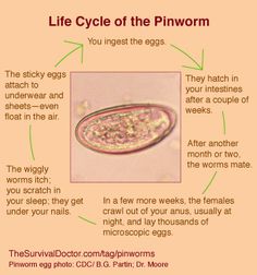 Pinworms: mik azok és milyen tünetek - Gyomorhurut , Milyen méretű pinworms