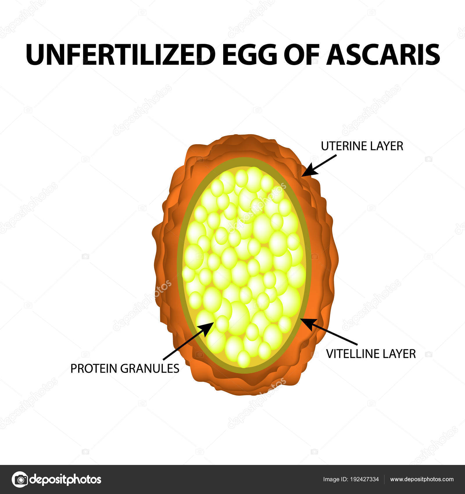 Ascaris tojás