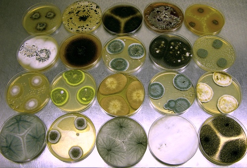 Helminthosporium spicifera