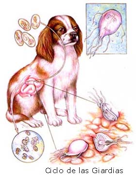 Giardia bacteria en perros