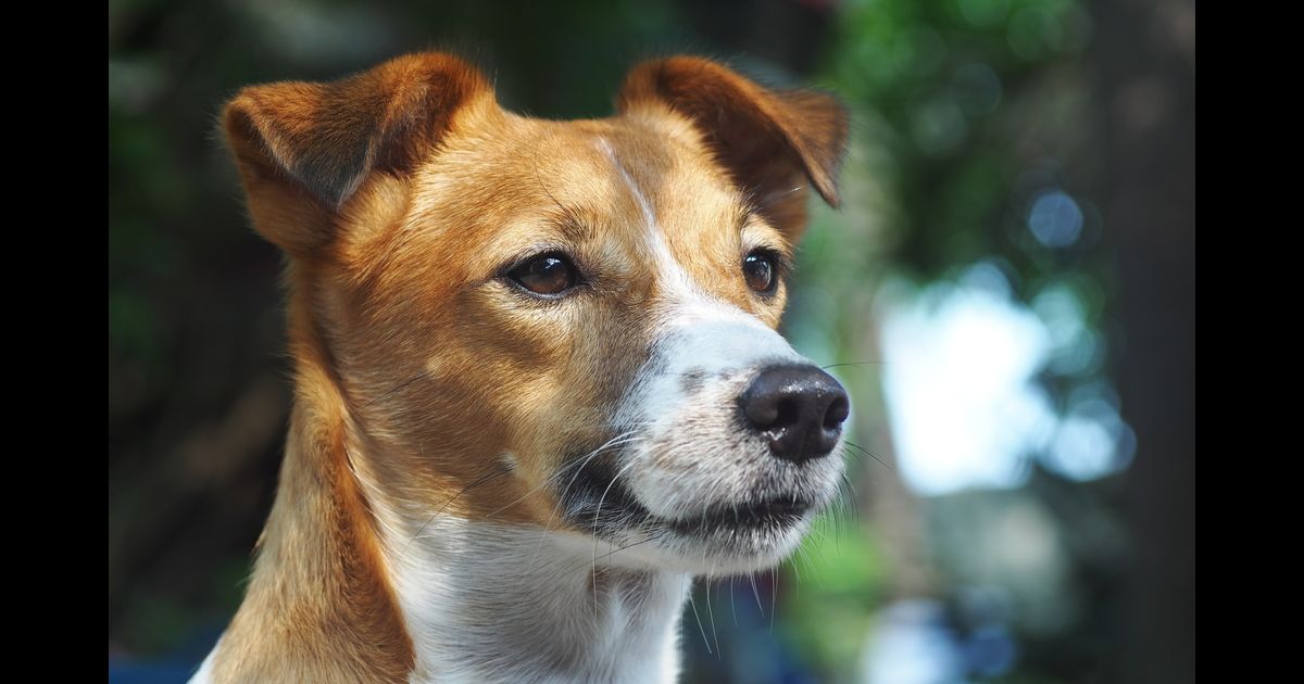 giardia sintomas transmissao e prévencao)