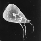 giardia bij mensen symptomen