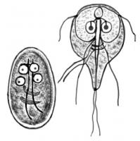 giardia mensen)