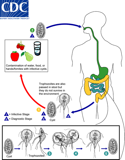 giardia treatment)