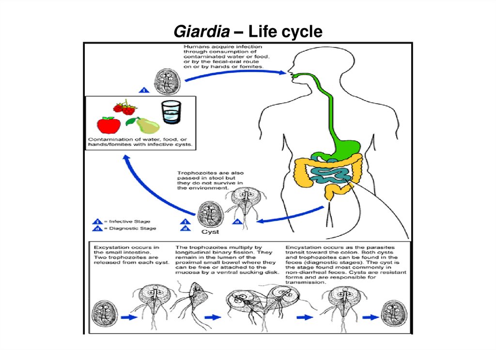 giardia biliary tract disease