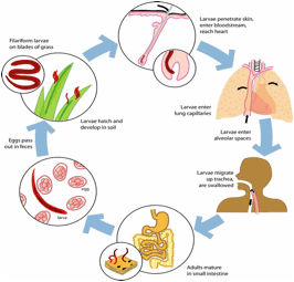aszcariasis enterobiosis hookworm necatorosis trichocephalosis mellékhatások nélküli férgek gyógyszerei