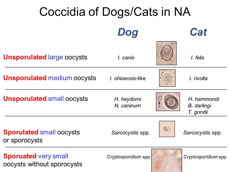 is giardia and coccidia the same