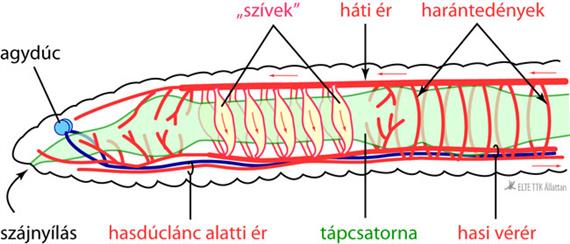 aschelminthes keringési rendszer
