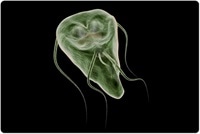 giardia diet plan)