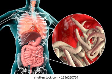 2009 Sárospatak