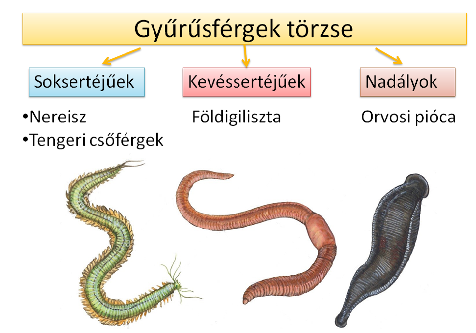 férgek állandóan betegek)