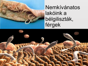 paraziták kész