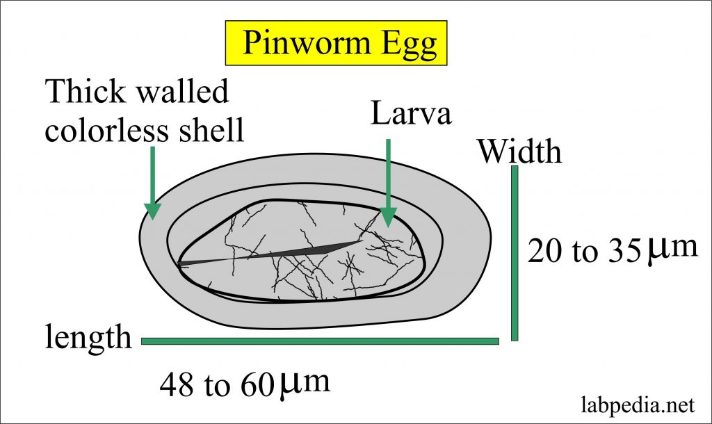 a pinworm kezelés során