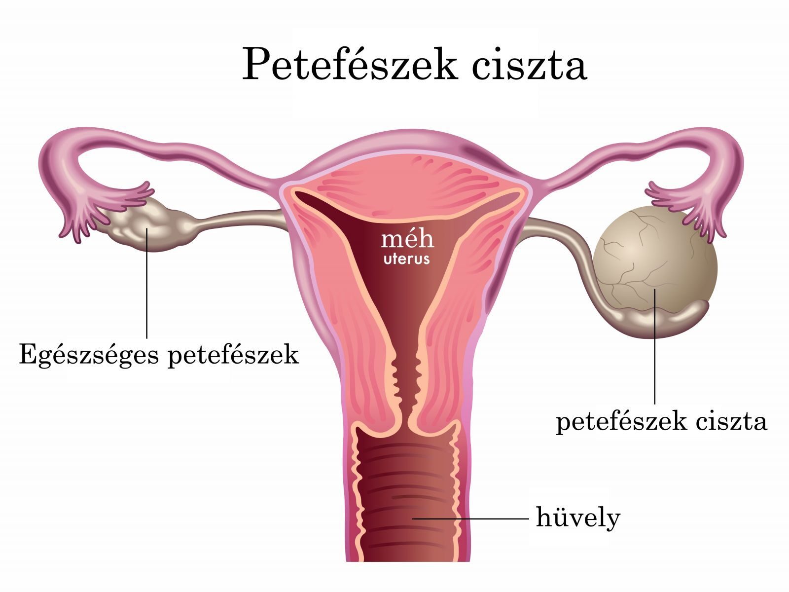 100% természetes táplálékkiegészítők, kutyák élősködők elleni védekezésére