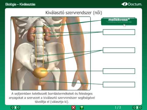 külső és belső körömféreg