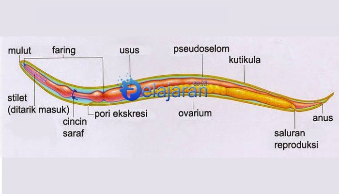 A leggyakoribb paraziták