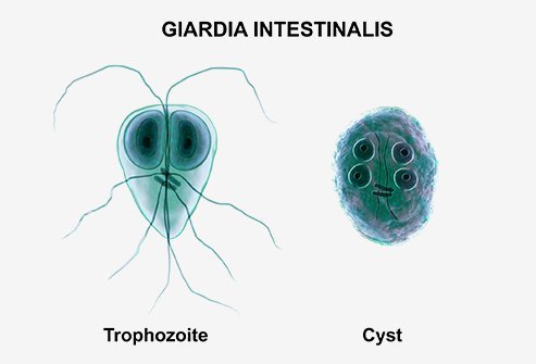 platyhelminthes test szimmetria