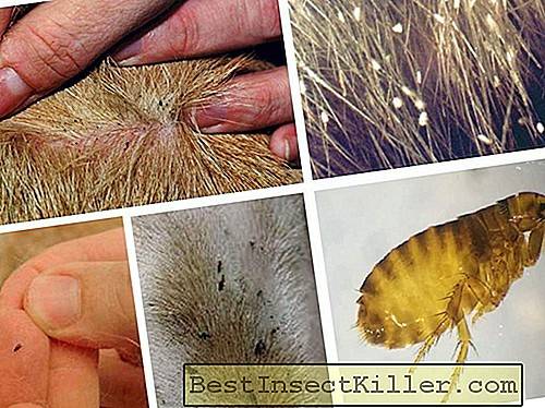 a leghatékonyabb tabletták minden típusú férgetől a helminthiasis memo megelőzése