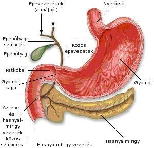 autizmus és paraziták