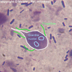 Is giardia and coccidia the same