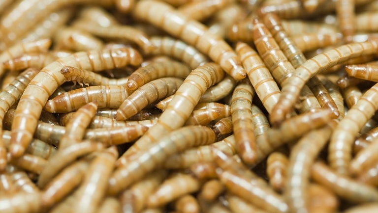 protozoális paraziták kezelése emberben)