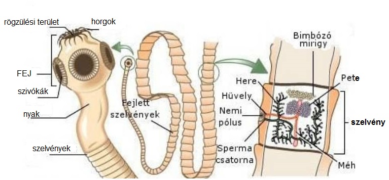 emberi betegségek férgek)