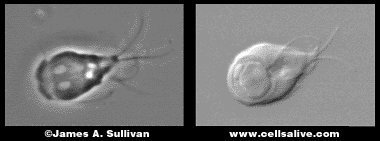 giardia well water)
