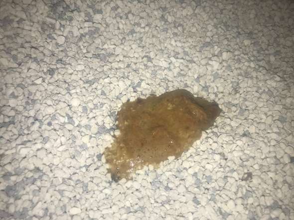 giardia katze