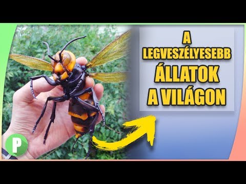 hány kerekféreg élhet emberben