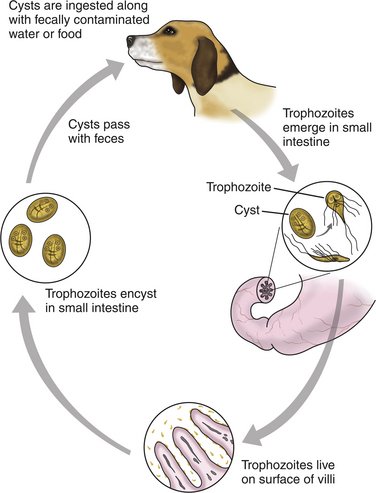 a giardiasis tudatvesztést okozhat)