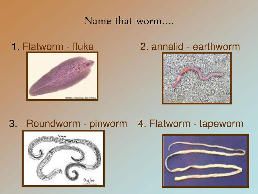 pinworm férgek tüneteinek kezelése)