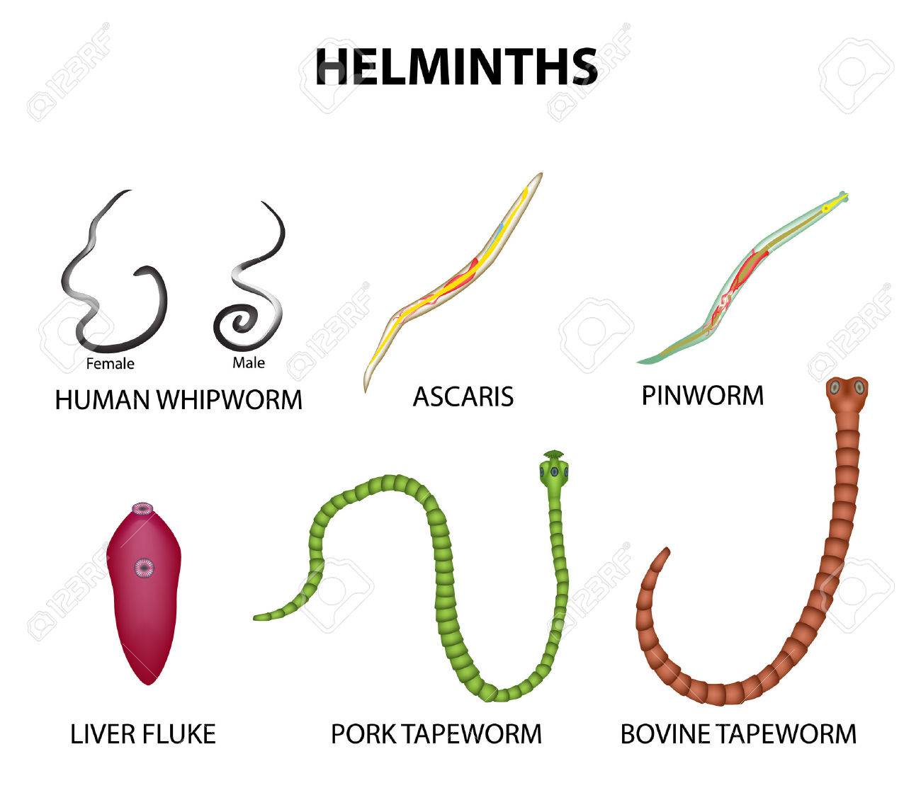 a pinworms és ascaris kezelése népi gyógyszerekkel