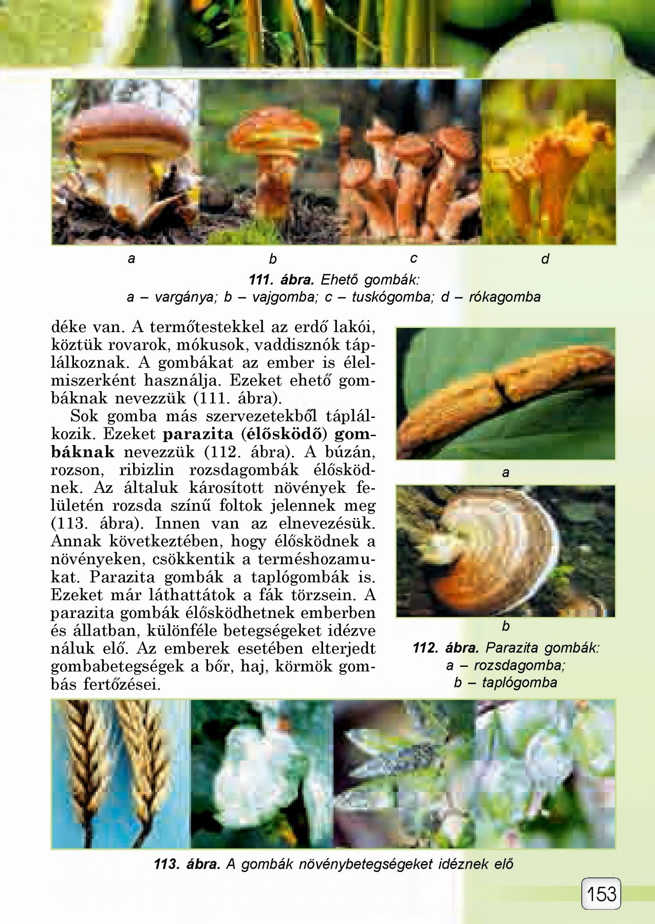 Az orrnyálkahártya parazitái, Orrkezelés a paraziták számára, Orrüregi összenövések