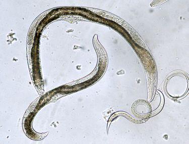 Biológia - évfolyam | Sulinet Tudásbázis, Platyhelminthes fajok