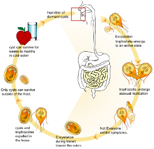 Standard giardiasis