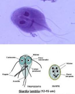 giardia quistes y trofozoitos