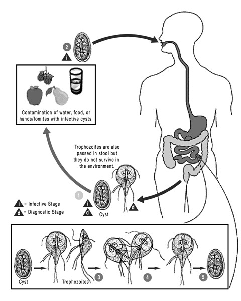 giardiasis humans)