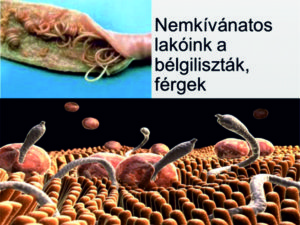 paraziták emberi pinwormokban