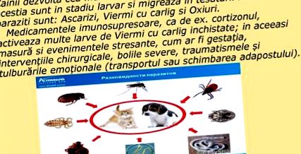 férgek gyógynövényes kezelése emberekben)