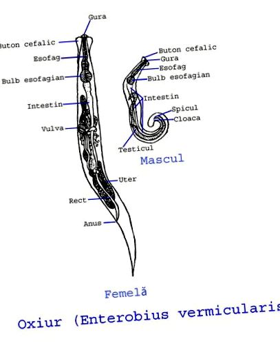 a pinworm mérete az emberekben a paraziták testének megtisztítása a és segítségével