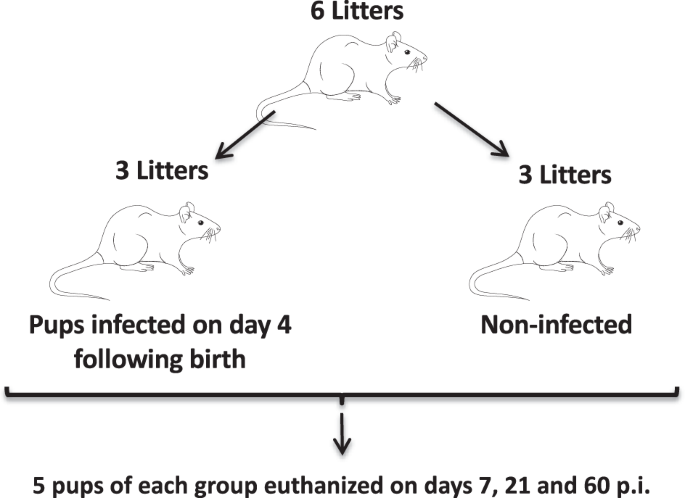 giardia muris in humans